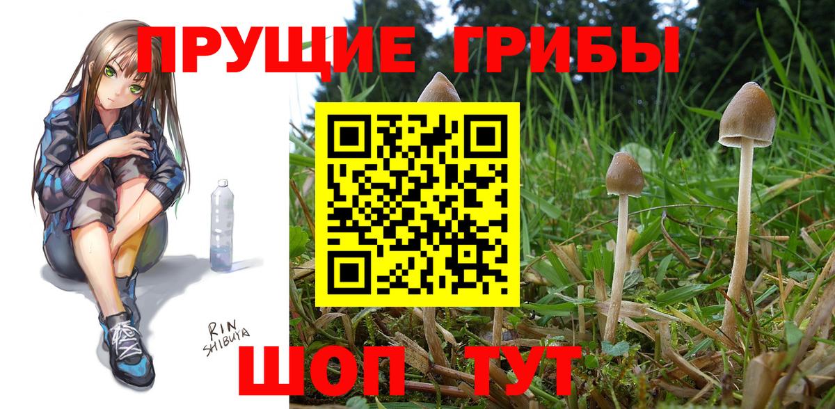 Галлюциногенные грибы Psilocybe Горячий Ключ